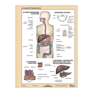 Tanulói munkalap STIEFEL A/4 emésztőrendszer - emésztés Tanulói munkalap STIEFEL A/4 emésztőrendszer - emésztés