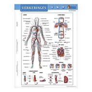 Tanulói munkalap STIEFEL A/4 vérkeringés Tanulói munkalap STIEFEL A/4 vérkeringés